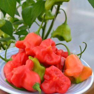 Kombinieren Sie gegensätzliche Geschmäcker und eine blütenartige, erstaunliche Vielfalt an Paprika