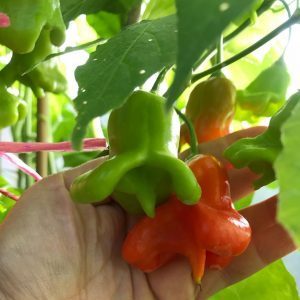 Kombinieren Sie gegensätzliche Geschmäcker und eine blütenartige, erstaunliche Vielfalt an Paprika