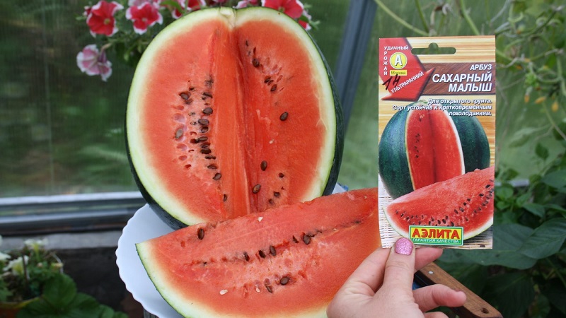 Eine Sorte, die auch in den nördlichen Regionen des Landes angebaut werden kann - Wassermelone Sugar Baby