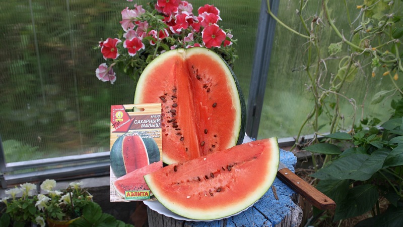 Eine Sorte, die auch in den nördlichen Regionen des Landes angebaut werden kann - Wassermelone Sugar Baby