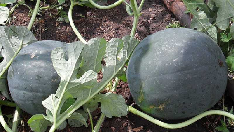 Eine Sorte, die auch in den nördlichen Regionen des Landes angebaut werden kann - Wassermelone Sugar Baby