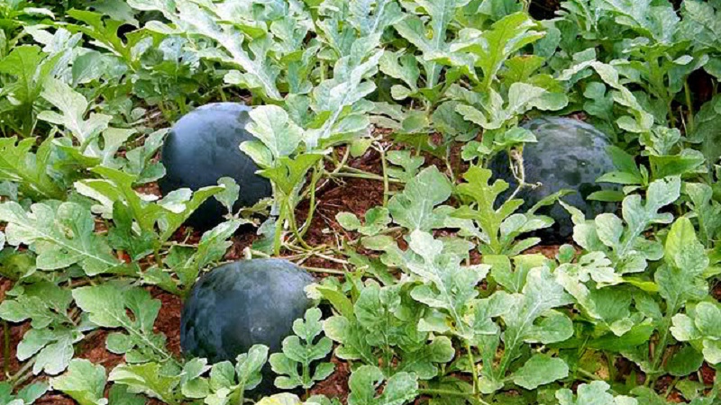 Eine Sorte, die auch in den nördlichen Regionen des Landes angebaut werden kann - Wassermelone Sugar Baby