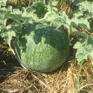 Eine Sorte, die auch in den nördlichen Regionen des Landes angebaut werden kann - Wassermelone Sugar Baby