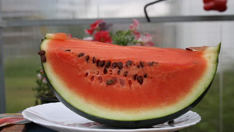 Eine Sorte, die auch in den nördlichen Regionen des Landes angebaut werden kann - Wassermelone Sugar Baby