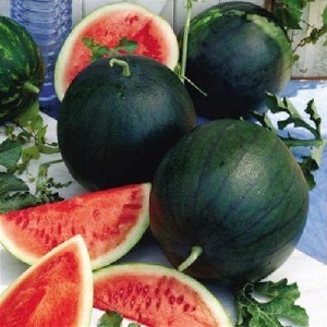 Eine Sorte, die auch in den nördlichen Regionen des Landes angebaut werden kann - Wassermelone Sugar Baby