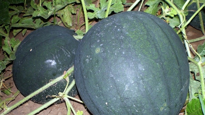 Eine Sorte, die auch in den nördlichen Regionen des Landes angebaut werden kann - Wassermelone Sugar Baby