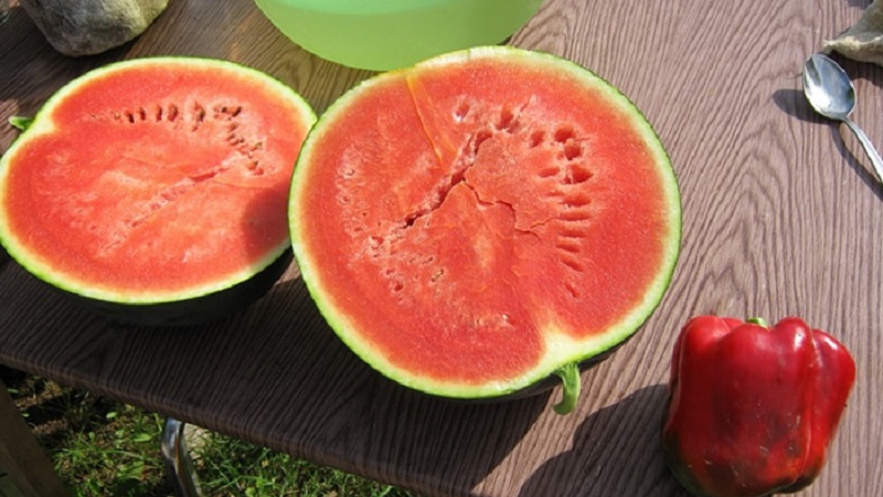 Eine Sorte, die auch in den nördlichen Regionen des Landes angebaut werden kann - Wassermelone Sugar Baby