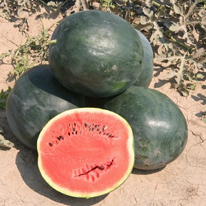 Eine Sorte, die auch in den nördlichen Regionen des Landes angebaut werden kann - Wassermelone Sugar Baby