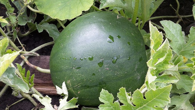 Eine Sorte, die auch in den nördlichen Regionen des Landes angebaut werden kann - Wassermelone Sugar Baby