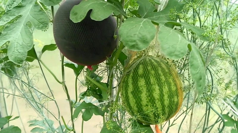 Eine Sorte, die auch in den nördlichen Regionen des Landes angebaut werden kann - Wassermelone Sugar Baby