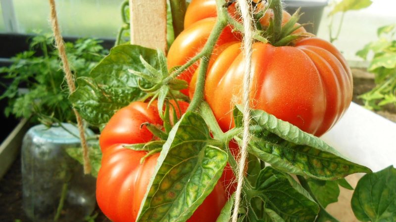 Wir erhalten eine reiche Ernte auch bei widrigen Wetterbedingungen und bauen Tomaten-Altai-Meisterwerk an