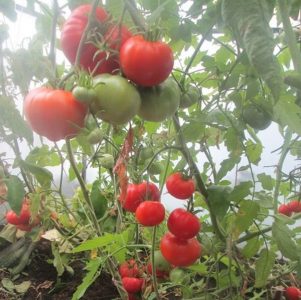 Wir erhalten eine reiche Ernte auch bei widrigen Wetterbedingungen und bauen Tomaten-Altai-Meisterwerk an