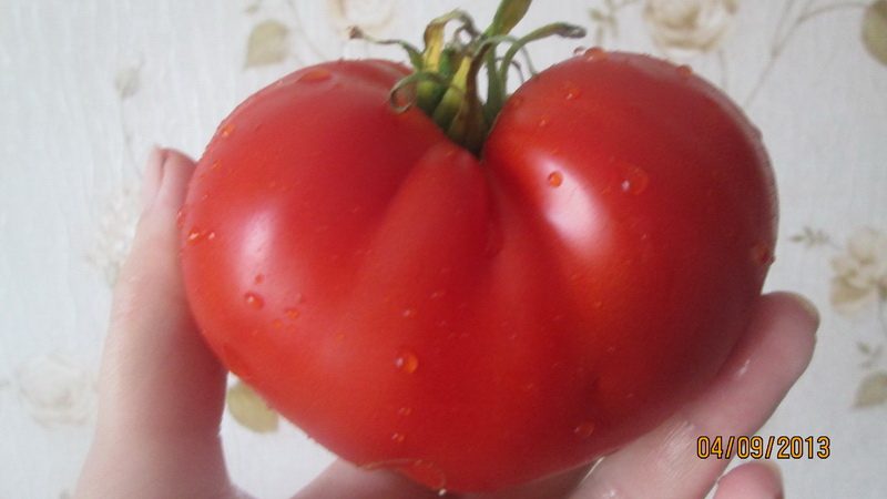 Wir erhalten eine reiche Ernte auch bei widrigen Wetterbedingungen und bauen Tomaten-Altai-Meisterwerk an