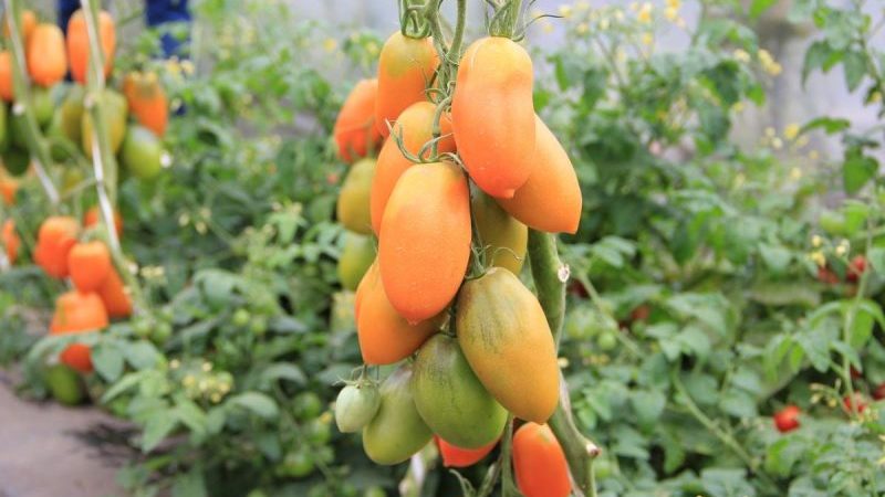 Hohe und erntbare Tomate Chukhloma: Wachsen Sie selbst und genießen Sie die Früchte