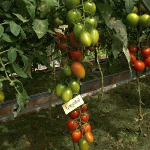 Tomate Grozdeva - ausgezeichneter Ertrag und unvergesslicher Geschmack