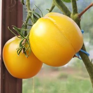 Warum Sommerbewohner Tomaten Ilya Muromets mögen und wie man sie selbst auf Ihrer Website anbaut