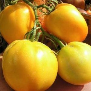 Warum Sommerbewohner Tomaten Ilya Muromets mögen und wie man sie selbst auf Ihrer Website anbaut