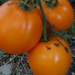 Warum Sommerbewohner Tomaten Ilya Muromets mögen und wie man sie selbst auf Ihrer Website anbaut