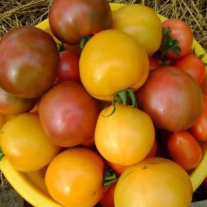 Warum Sommerbewohner Tomaten Ilya Muromets mögen und wie man sie selbst auf Ihrer Website anbaut