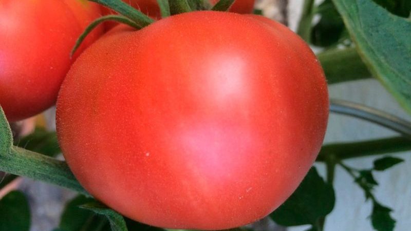 Befolgen Sie die Anweisungen und die Hybrid-Tomate Ivanovich f1 wird Sie mit reichlich Obst im Garten oder im Gewächshaus überraschen