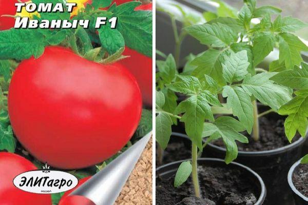 Befolgen Sie die Anweisungen und die Hybrid-Tomate Ivanovich f1 wird Sie mit reichlich Obst im Garten oder im Gewächshaus überraschen