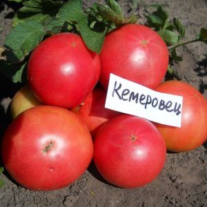 Eine Sorte, mit der Sie auf jeden Fall zufrieden sein werden - Kemerovets Tomate und die Geheimnisse der richtigen Pflege