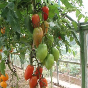 Kann die schöne Tomate nicht nur eine Dekoration Ihres Gartens sein, sondern auch eine gute Ernte bringen?