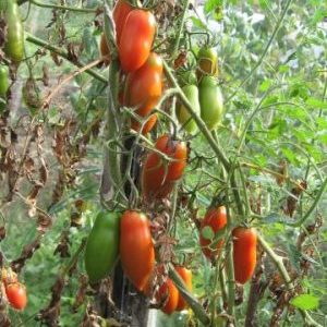 Kann die schöne Tomate nicht nur eine Dekoration Ihres Gartens sein, sondern auch eine gute Ernte bringen?