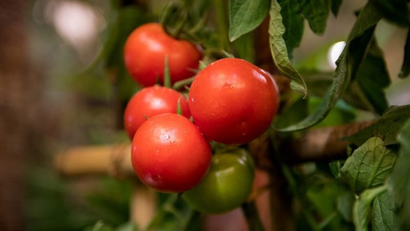 Stimmt es, dass die Kukla-Tomate die beste Sorte für den Anbau in einem Gewächshaus ist?