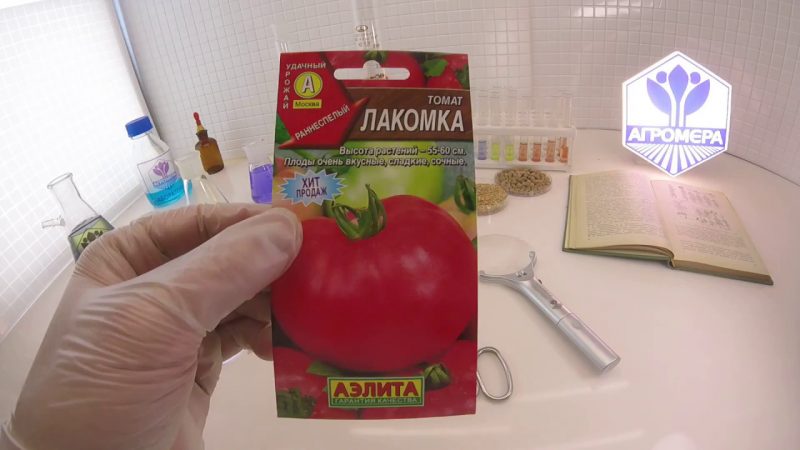 Rechtfertigt die Tomate Lakomka ihren Namen und was sagen Gemüsebauern über die Sorte?