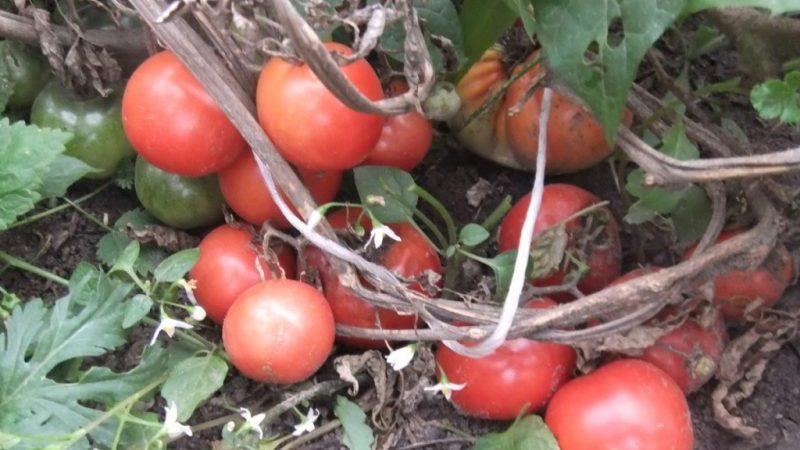 Rechtfertigt die Tomate Lakomka ihren Namen und was sagen Gemüsebauern über die Sorte?