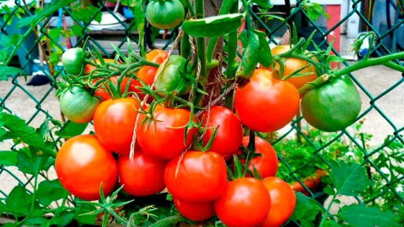 Rechtfertigt die Tomate Lakomka ihren Namen und was sagen Gemüsebauern über die Sorte?