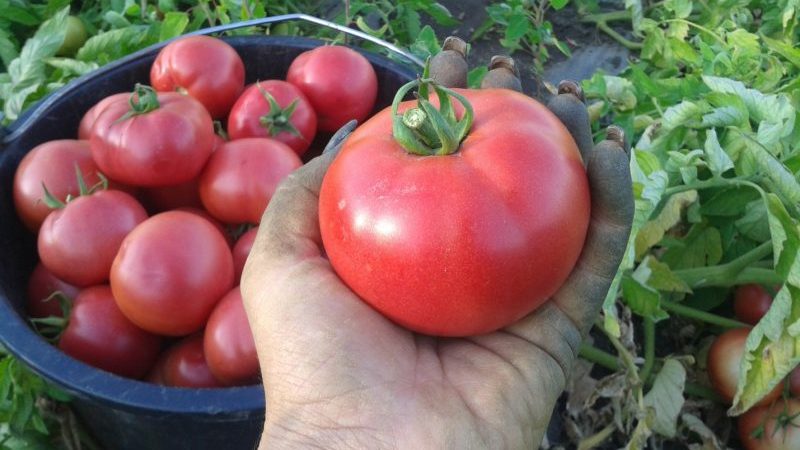 So züchten Sie eine Tomate Lvovich f1 richtig: Anweisungen von erfahrenen Landtechnikern für maximalen Ertrag