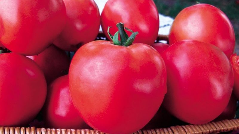 Tomatenserie Himbeerwunder: Warum sind sie so gut, warum sollten sie angebaut werden und wie man es richtig macht