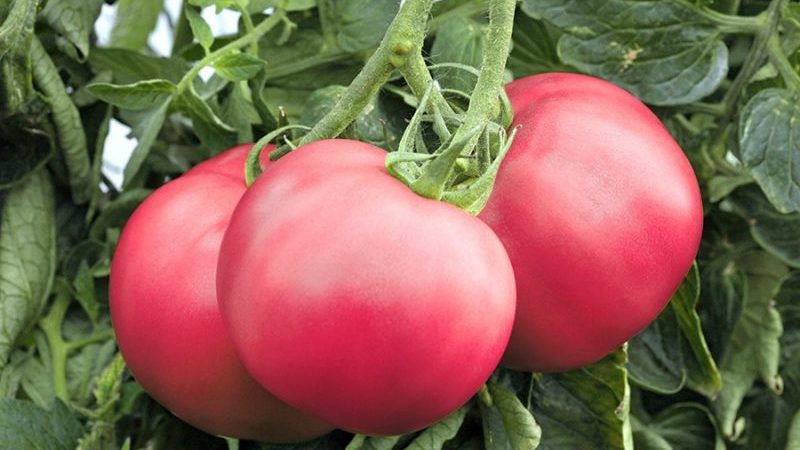 Tomatenserie Himbeerwunder: Warum sind sie so gut, warum sollten sie angebaut werden und wie man es richtig macht