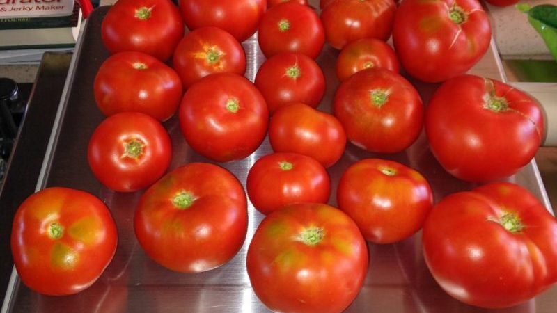 Rückblick auf die Tomatensorte Moskvichka: Vor- und Nachteile sowie wie man eine gute Ernte erzielt