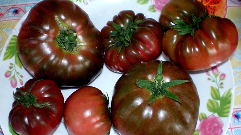 Warum Bauern Tomaten Orange Elephant lieben