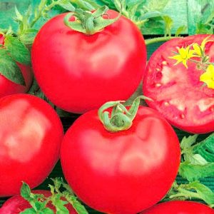 Pink Lady F1 Sweet Hybrid Pink Tomate: Warum es gut ist und warum es sich lohnt, es anzubauen