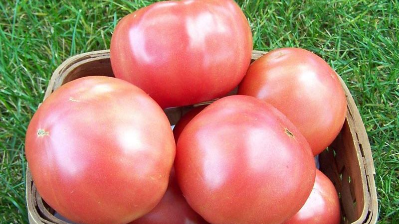 Pink Lady F1 Sweet Hybrid Pink Tomate: Warum es gut ist und warum es sich lohnt, es anzubauen