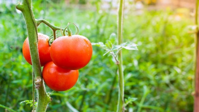 Ein Geschenk niederländischer Züchter - Tomatenpräsident: Eine detaillierte Beschreibung der Hybride und der Geheimnisse ihrer Pflege