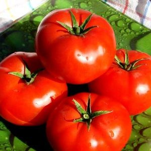 Ein Geschenk niederländischer Züchter - Tomatenpräsident: Eine detaillierte Beschreibung der Hybride und der Geheimnisse ihrer Pflege