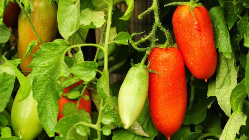 Eine gute Wahl für einen anspruchsvollen Sommerbewohner - Peter der Große Tomate und die Geheimnisse der Ertragssteigerung