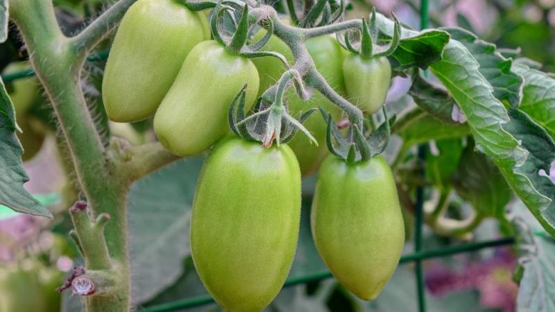 Eine gute Wahl für einen anspruchsvollen Sommerbewohner - Peter der Große Tomate und die Geheimnisse der Ertragssteigerung