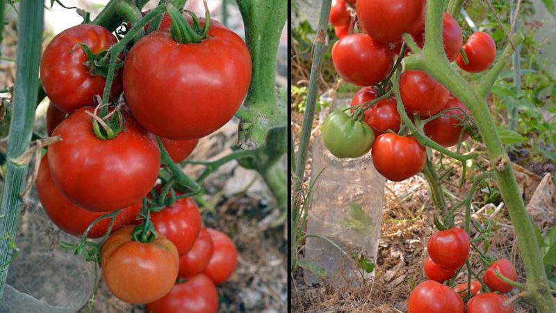 Welche Erträge sind von der frühen Tomatensorte für Mädchen zu erwarten?