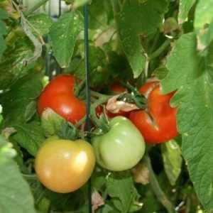 Welche Erträge sind von der frühen Tomatensorte für Mädchen zu erwarten?