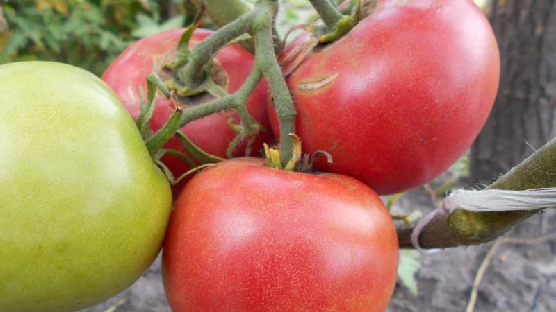 Eine junge Sorte, die es geschafft hat, sich in Gärtner zu verlieben - die sibirische Apfeltomate