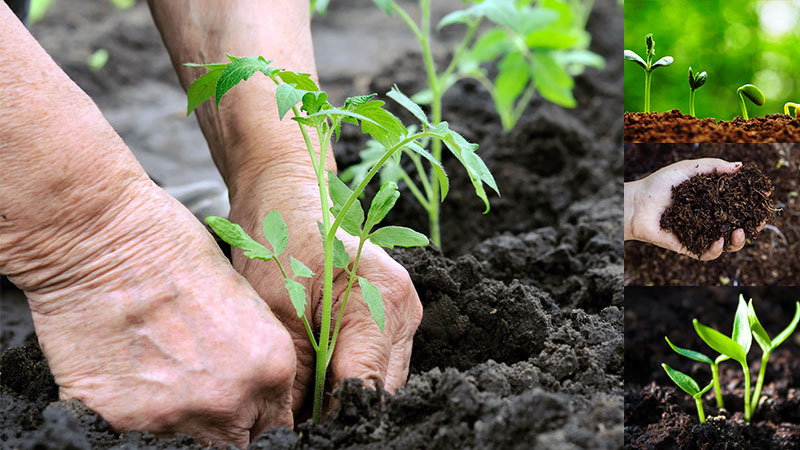 Die Sibiryak-Tomate ist hartnäckig und nicht launisch in der Pflege und eignet sich ideal für den Anbau in Regionen mit rauem Klima