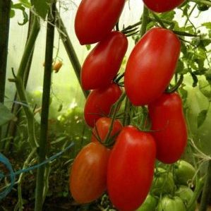 Pflege einer Tomaten-Octopus-Creme auf freiem Feld und im Gewächshaus