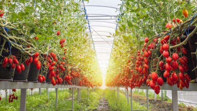 Pflege einer Tomaten-Octopus-Creme auf freiem Feld und im Gewächshaus