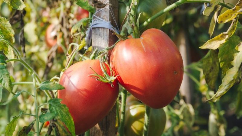 Wir lernen von erfahrenen Sommerbewohnern, wie man Tomaten richtig kneift: eine Analyse der Nuancen und eine schrittweise Beschreibung des Prozesses